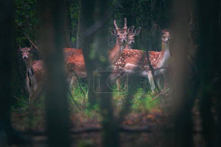 Photo for Little deer, young roe deer, hind in a mystic forest - Royalty Free Image