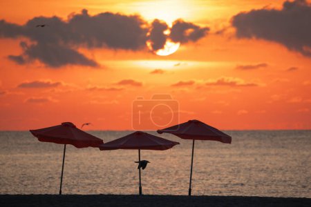 Téléchargez les photos : Parapluies tropicaux, silhouettes de parasol, plage tropicale et horizon marin - en image libre de droit