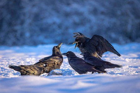 Foto de Pájaro cuervo negro (Corvus corax) con alas abiertas y copos de nieve bokeh, fauna en la naturaleza - Imagen libre de derechos