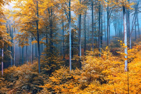 Téléchargez les photos : Foggy forêt mystique. Arbres en forêt d'automne dans un brouillard - en image libre de droit