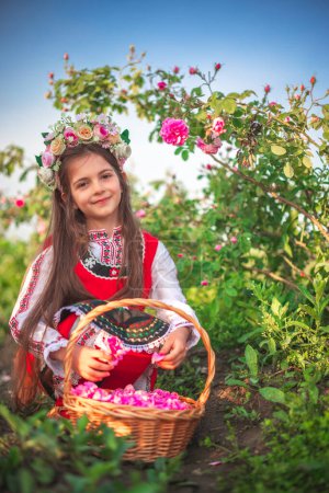 Téléchargez les photos : Bulgare femme belle fille cueillette huile portant Rose Damascena dans le champ au lever du soleil, Rose vallée Kazanlak, Bulgarie - en image libre de droit