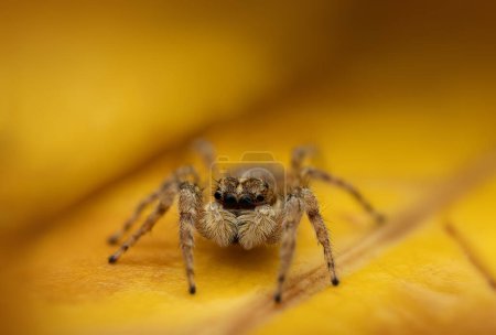 Photo for Jumping spidermacro closeup shot  on a yellow leaf as nature background - Royalty Free Image