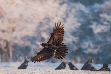 Foto de Pájaro cuervo negro volador (Corvus corax) con alas abiertas y copos de nieve bokeh, fauna en la naturaleza - Imagen libre de derechos