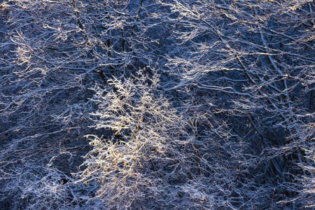Foto de Bosque de invierno nevado y ramas de árboles helados como textura de fondo natural - Imagen libre de derechos