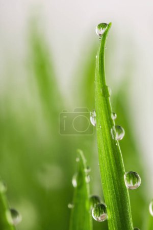 Photo for Green wet grass with dew on a blades. Shallow DOF - Royalty Free Image