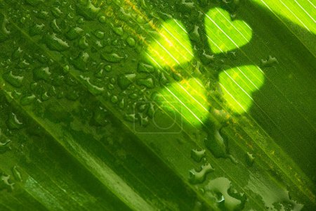 Téléchargez les photos : Feuille verte avec des lumières en forme de trèfle. Macro shot - en image libre de droit