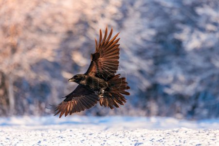 Foto de Cuervo negro pájaro volar sobre árboles nevados en el bosque salvaje naturaleza de la vida silvestre - Imagen libre de derechos