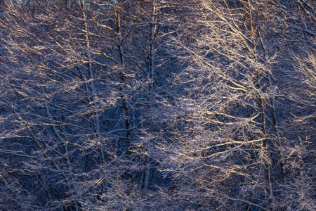 Téléchargez les photos : Forêt hivernale enneigée et branches d'arbres givrées comme texture fond naturel - en image libre de droit