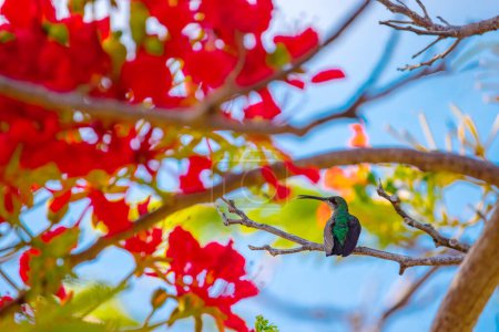 Téléchargez les photos : Colibri volant pour ramasser le nectar d'une belle fleur près des palmiers dans un jardin tropical - en image libre de droit
