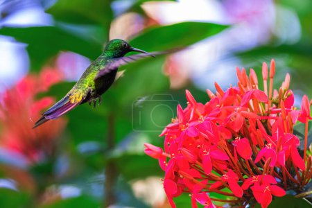 Téléchargez les photos : Colibri volant pour ramasser le nectar d'une belle fleur d'hibiscus dans un jardin tropical - en image libre de droit