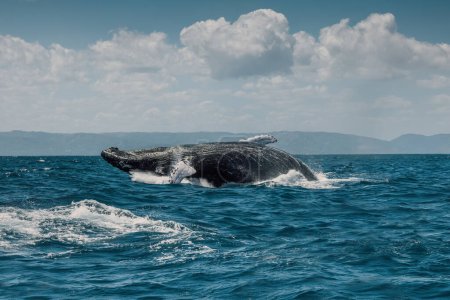 Foto de Ballena azul jorobada saltando del agua en el Mar Caribe, República Dominicana. La ballena está cayendo sobre su espalda y rociando agua en el aire. - Imagen libre de derechos