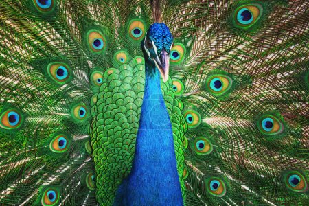 Foto de Pájaro pavo real con cola abierta ventilada, patrón colorido de ojos de plumas de pavo real - Imagen libre de derechos