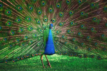 Foto de Pájaro pavo real con cola abierta ventilada, patrón colorido de ojos de plumas de pavo real - Imagen libre de derechos