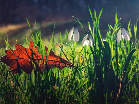 Foto de Las gotas de nieve silvestres florecen en hierba verde fresca en la hermosa mañana de primavera con luz solar y rocío matutino en el bosque - Imagen libre de derechos