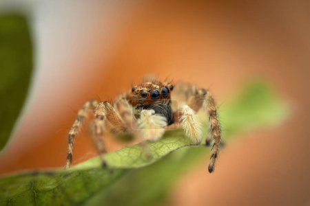Foto de Saltar araña macro primer plano disparo en una hoja verde como fondo de la naturaleza - Imagen libre de derechos