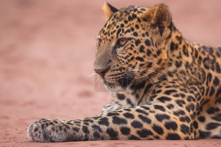 Photo for Leopard panther wildlife african predator outdoor - Royalty Free Image