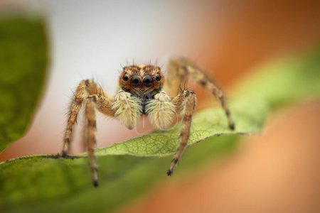 Foto de Jumping spider macro primer plano sobre una hoja verde como fondo de la naturaleza - Imagen libre de derechos