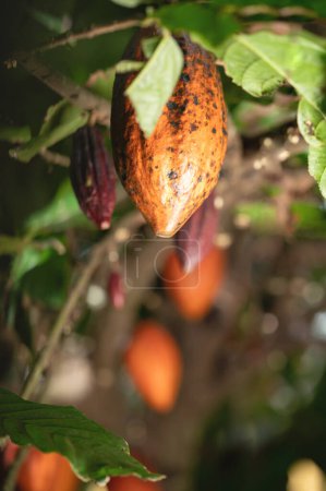 Cacao pod on tree background macro close up view