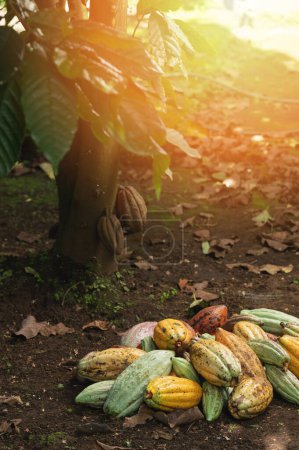 Tema de la plantación agrícola tropical. vainas de cacao en el árbol de tierra