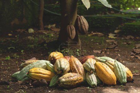 Stapel reifer Kakaoschoten auf dem Boden unter einer Baumpflanze
