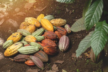 Group of colorful cacao ripes on green leaves background