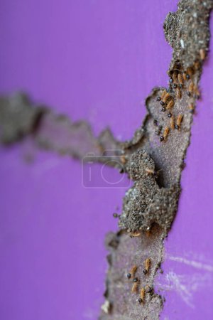 Thème des insectes termites. Colonie de tunnel de réparation termite