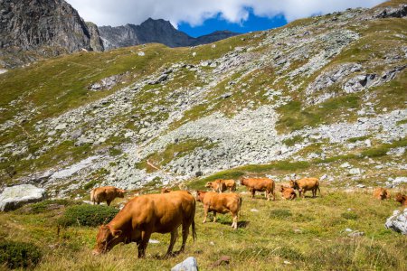 Photo for Cows in alpine pasture, Pralognan la Vanoise, French Alps - Royalty Free Image