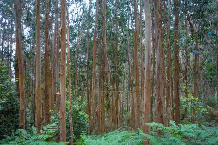 Photo for Eucalyptus forest and ferns in Galicia, Spain - Royalty Free Image