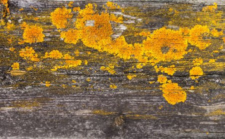 Téléchargez les photos : Vieille texture de fond en bois rustique avec mousse jaune. Vue rapprochée - en image libre de droit