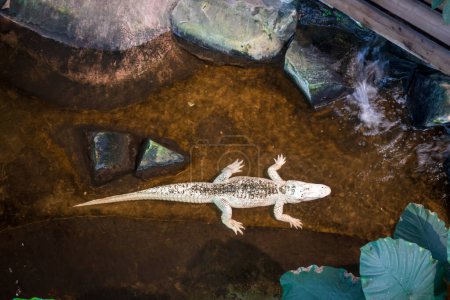 Téléchargez les photos : White albino alligator in aquarium. Top view - en image libre de droit