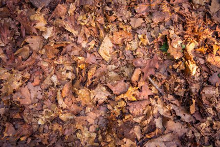 Téléchargez les photos : Feuilles mortes sèches sur le sol. Texture de fond brun automne - en image libre de droit