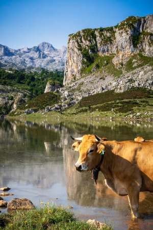 Foto de Cows around lake Ercina in Covadonga, Picos de Europa, Asturias, Spain - Imagen libre de derechos