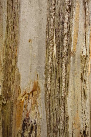 Téléchargez les photos : Texture de bois d'eucalyptus. Détail de la vue macro - en image libre de droit