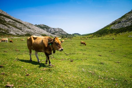 Foto de Vacas alrededor de Lagos de Covadonga en Picos de Europa, Asturias, España - Imagen libre de derechos