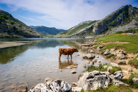 Téléchargez les photos : Vaches autour du lac d'Enol à Covadonga, Picos de Europa, Asturies, Espagne - en image libre de droit