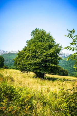 Téléchargez les photos : Arbre dans un champ. Paysage autour de Bulnes village à Picos de Europa, Asturies, Espagne - en image libre de droit