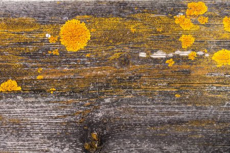 Foto de Textura de fondo de madera rústica vieja con musgo amarillo. Vista de cerca - Imagen libre de derechos