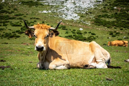 Téléchargez les photos : Vaches autour des lacs de Covadonga à Picos de Europa, Asturies, Espagne - en image libre de droit