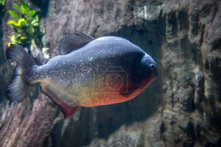 Photo for Piranha in a river. Close up macro view - Royalty Free Image