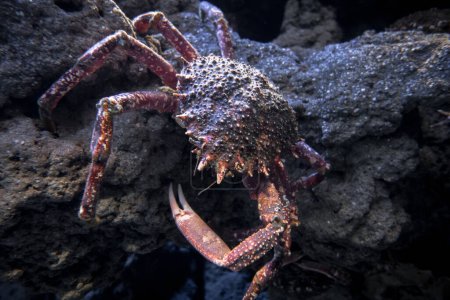 Photo for Spider crab on a rock. Closeup macro view - Royalty Free Image