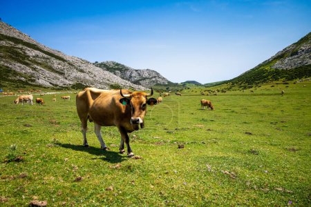 Téléchargez les photos : Vaches autour des lacs de Covadonga à Picos de Europa, Asturies, Espagne - en image libre de droit