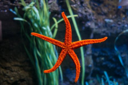 Photo for Starfish in ocean. Close up macro view - Royalty Free Image