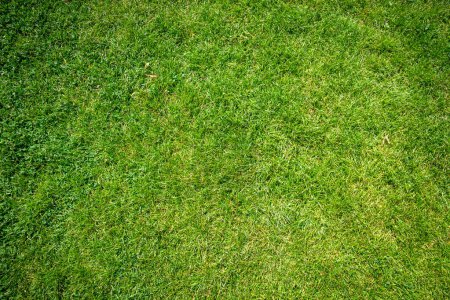 Téléchargez les photos : Vert herbe texture de fond vue de dessus. Papier peint pelouse - en image libre de droit
