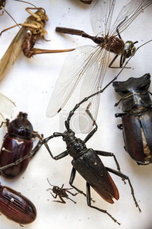 Foto de Colección de insectos muertos secos clavados en una caja. Fondo blanco - Imagen libre de derechos