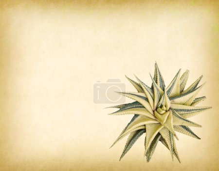 Photo for Sharp pointed agave plant leaves on old paper - Royalty Free Image