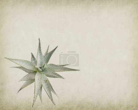 Photo for Textured old paper background with agave plant - Royalty Free Image