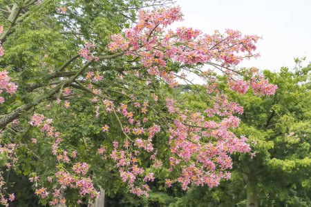 Téléchargez les photos : Soie rose fleur d'arbre de fil dans le jardin - en image libre de droit