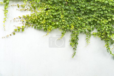 Photo for Ivy leaves isolated on white background - Royalty Free Image