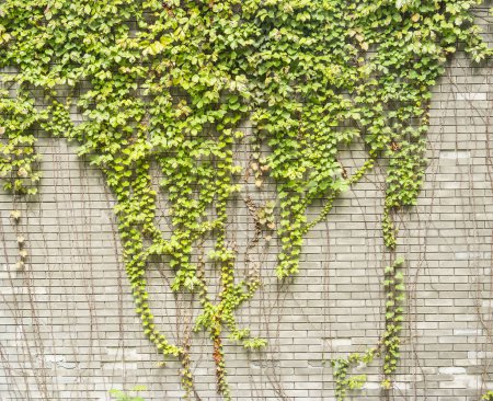 Photo for Ivy leaves on gray brick background - Royalty Free Image