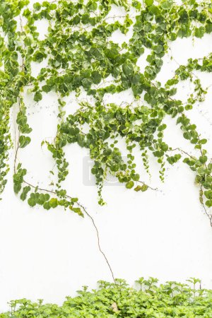 Photo for Ivy isolated on a white background. - Royalty Free Image